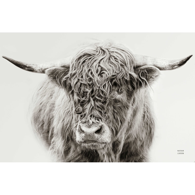 Highland dans le brouillard d'hiver BW, H 8 po x l 12 po