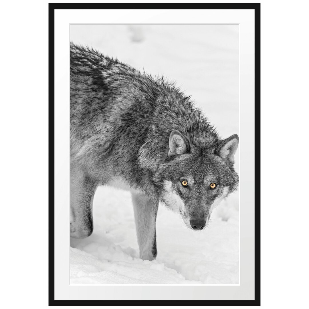 Gerahmtes Poster Einsamer Wolf im Schnee