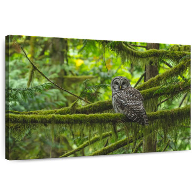 Brampt Mossy Tree Owl