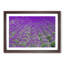 Field of Lavender - Picture Frame Graphic Art Print on MDF-55731479-55731480