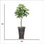 Sycomore artificiel en pot 78 "