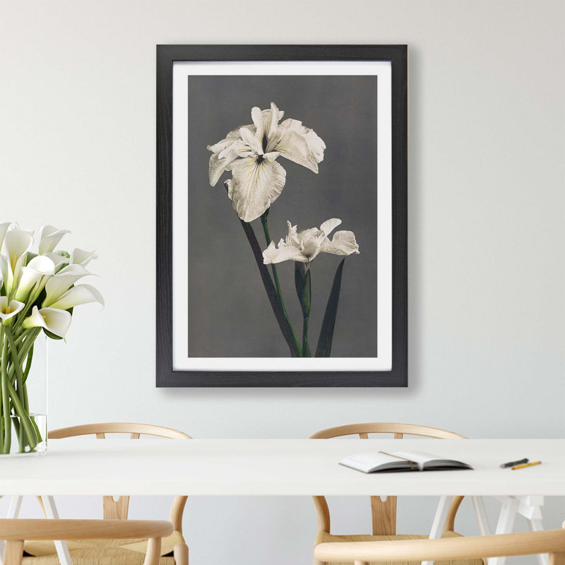 White Iris Flower by Kazumasa Ogawa - Framed Print, 24cm H x 33cm W x 2cm D, Black