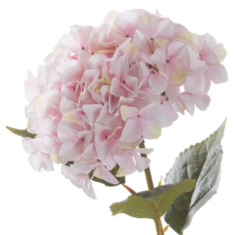 Anastasija Arrangement