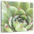 Harnek Garden Succulents III