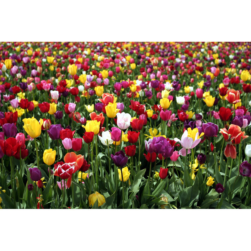 Rainbow Tulips - Wrapped Canvas Print, 20cm H x 30cm W