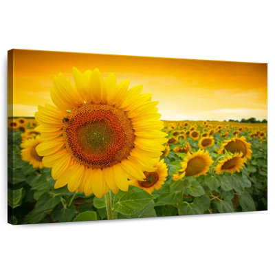 Tournesol Harnek