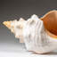 Genuine Horse Conch Shell (2 Lbs)