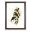 White-Vented Woodswallows by Elizabeth Gould - Picture Frame Painting Print-55612342-55612341