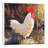 Gallo Italiano I by Christopher Clark - Floater Frame Painting on Canvas-939940776-939940777