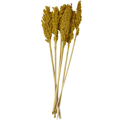 Clerkin Natural Dried Plant Floral And Botanical Artificial Foliage