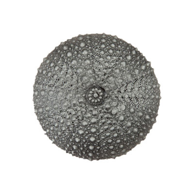 Sea Urchin Cabinet Knob