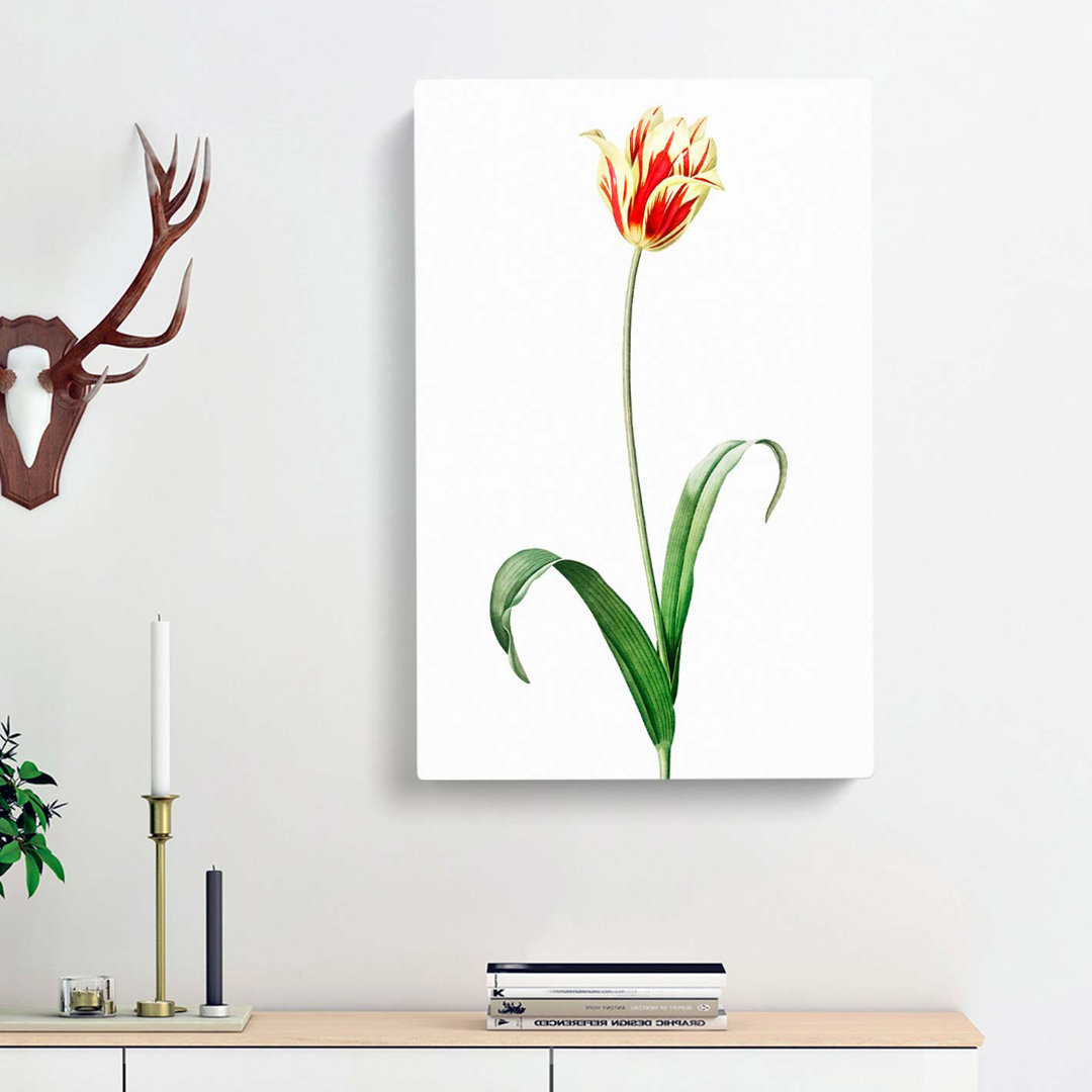 Didiers Tulip by Pierre-Joseph Redoute - Wrapped Canvas