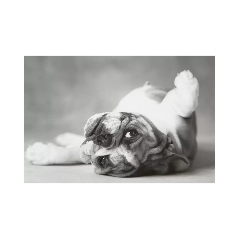 Brit II by Rachael Hale - Print on Canvas, 66.04 cm H x 45.72 cm W x 1.91 cm D, Wrapped Canvas