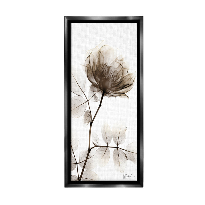 «Contemporary X-Ray Flower Floater Frame» par Albert Koetsier sur, Cadre flottant noir de jais, H 31 po x l 14 po