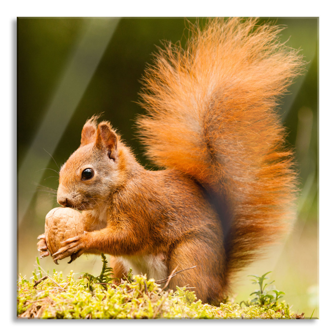 Glasbild Eichhörnchen mit einer Nuss