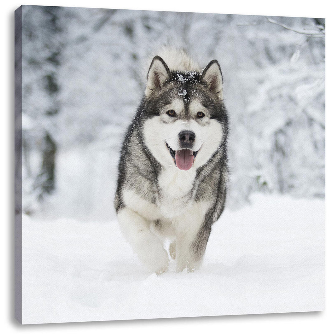 Leinwandbild Siberian Husky in Winter Forest