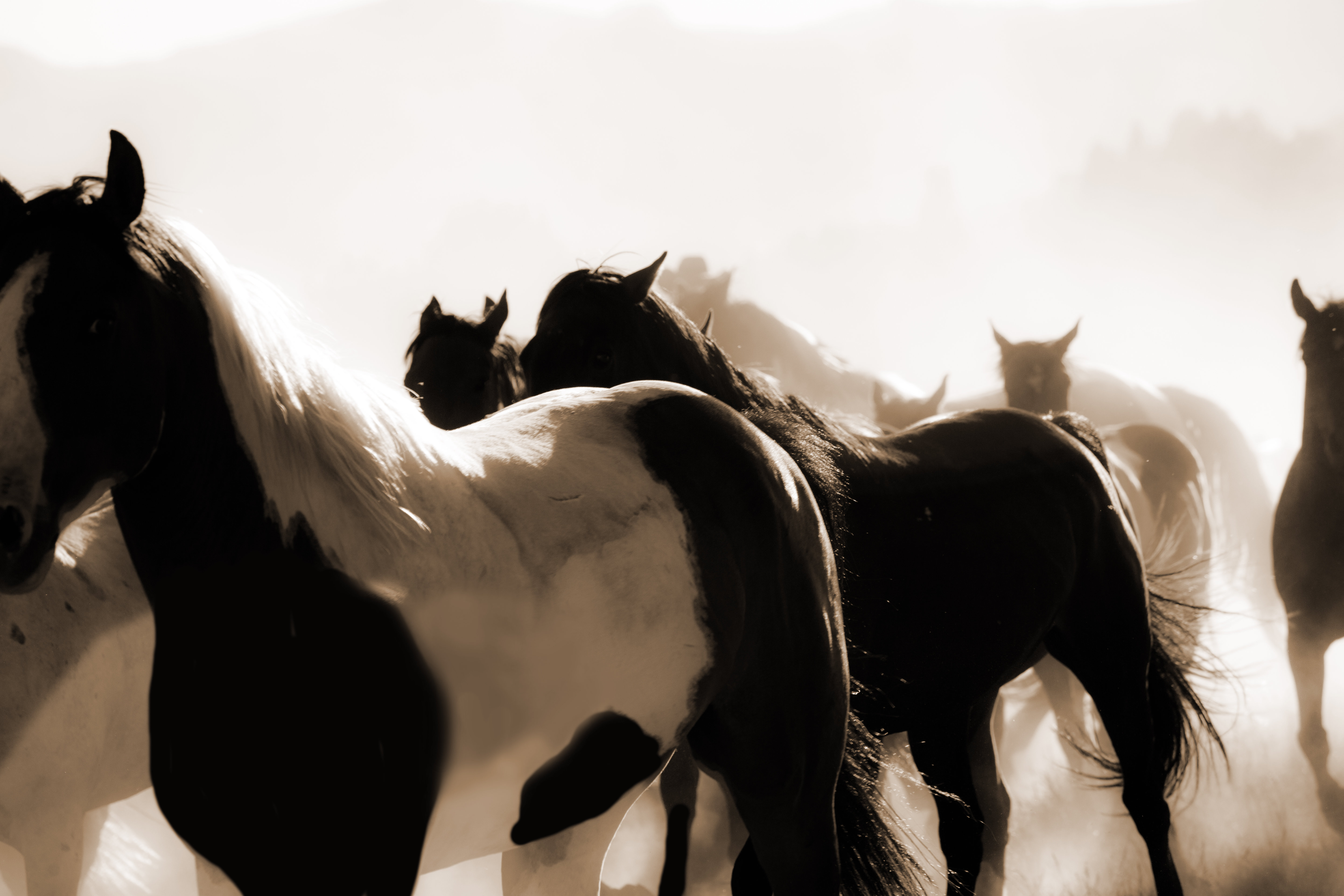 Ebern Designs Cowboys Male Wrangler Herds