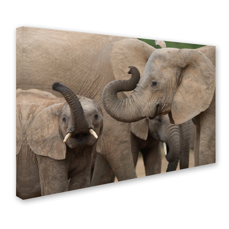 Ann "Elephants", reproduction de photo sur toile tendue, H 12 po x l 19 po