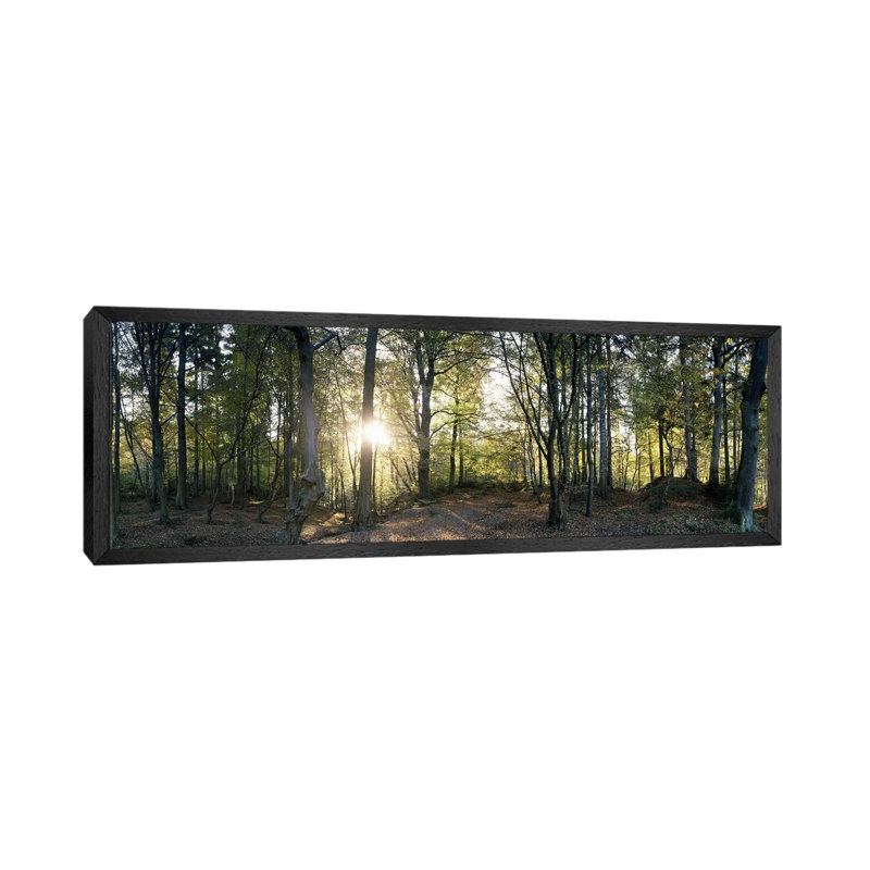 Trees in a forestBlack Forest, Freiburg im Breisgau, Baden-Wurttemberg, Germany 1 Piece Panoramic Wall Art on Canvas
