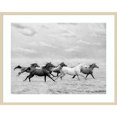 Horse Run I by PHBurchett