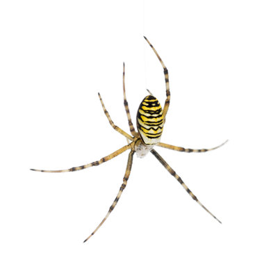 Wasp Spider - Wrapped Canvas Print