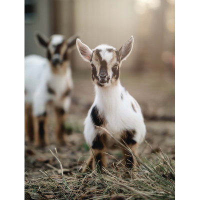 " Lil Babies " by Dakota Diener