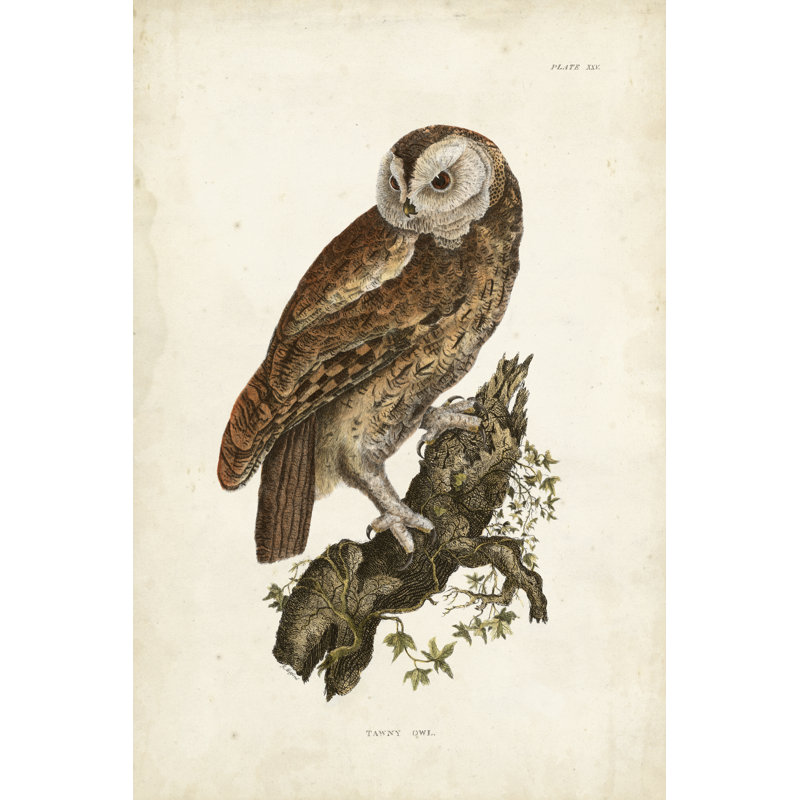 Tawny Owl, H 12 po x l 8 po x P 1,25 po