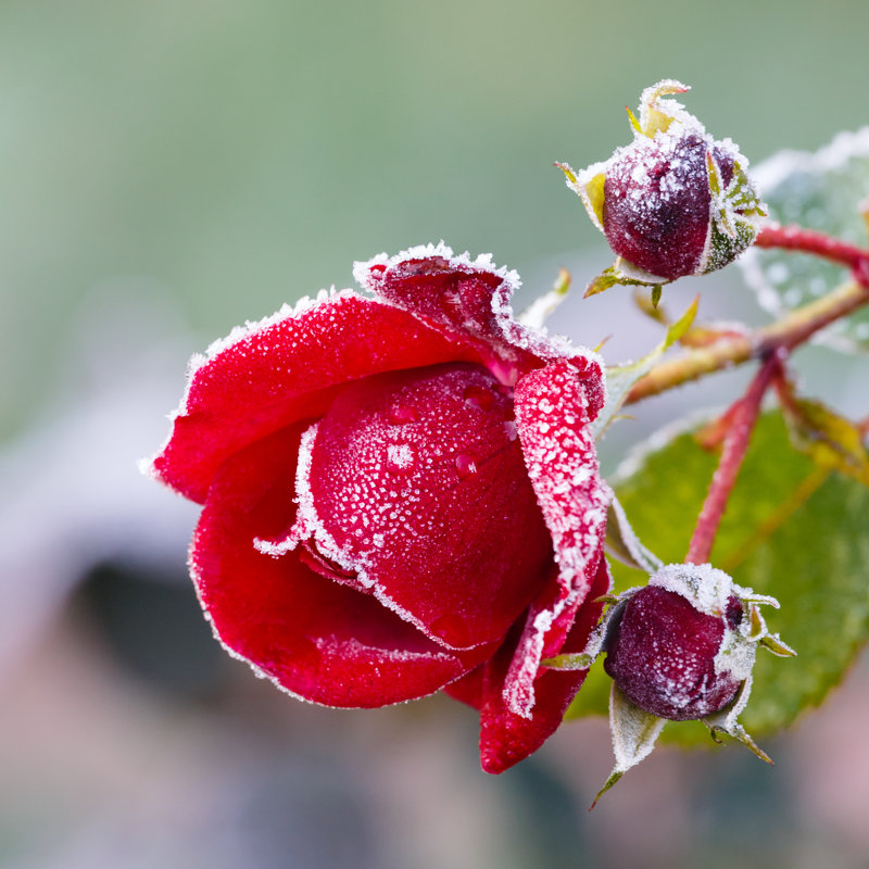 Rose Covered With Hoarfrost - Wrapped Canvas Print, 30cm H x 30cm W x 3.8cm D