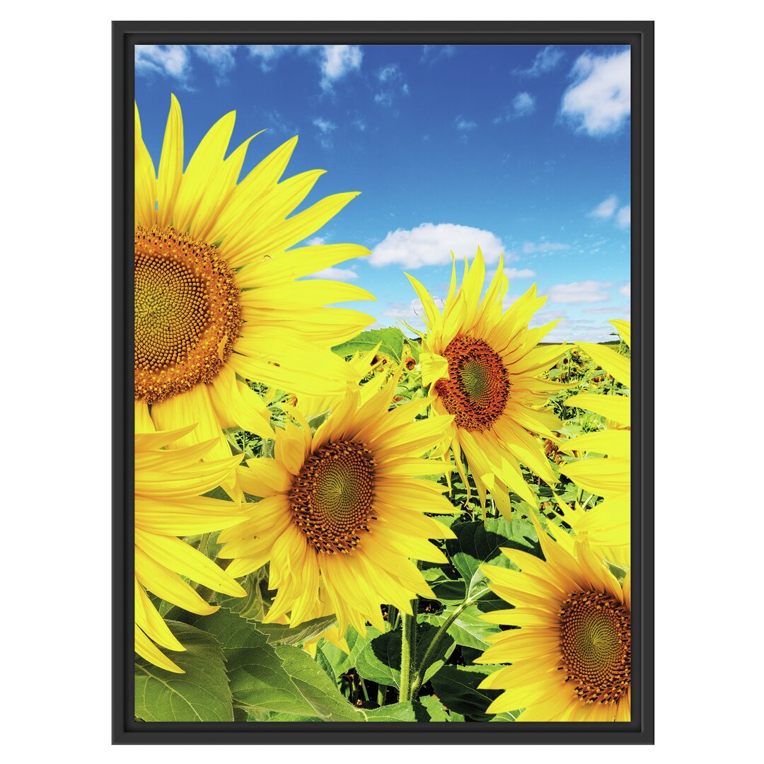 Gerahmtes Wandbild Sonnenblumenwiese unter Himmel