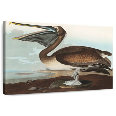 Brampt Brown Pelican I