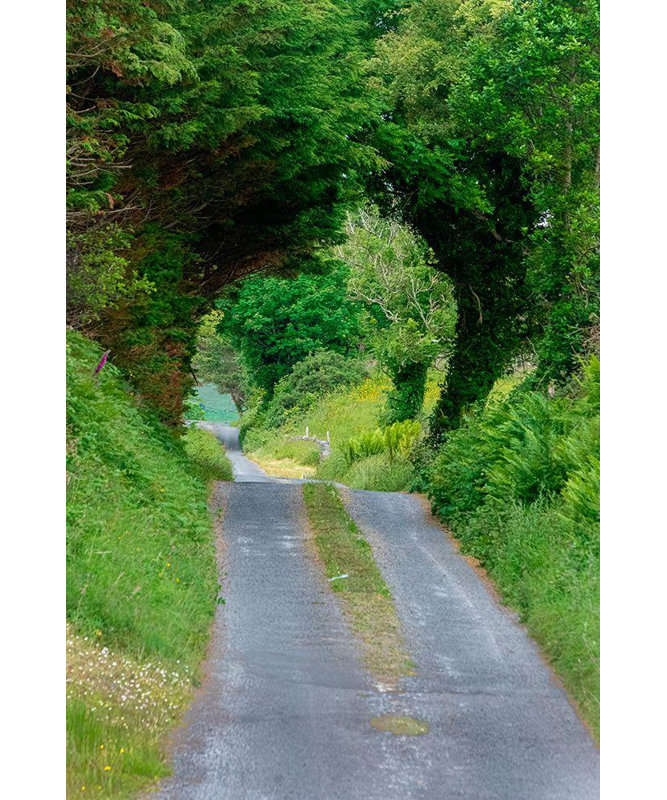 Sederquist, Betty, art sur toile: Des arbres verts enveloppent cette route arrière dans un feuillage luxuriant, comté de Mayo, Irlande.