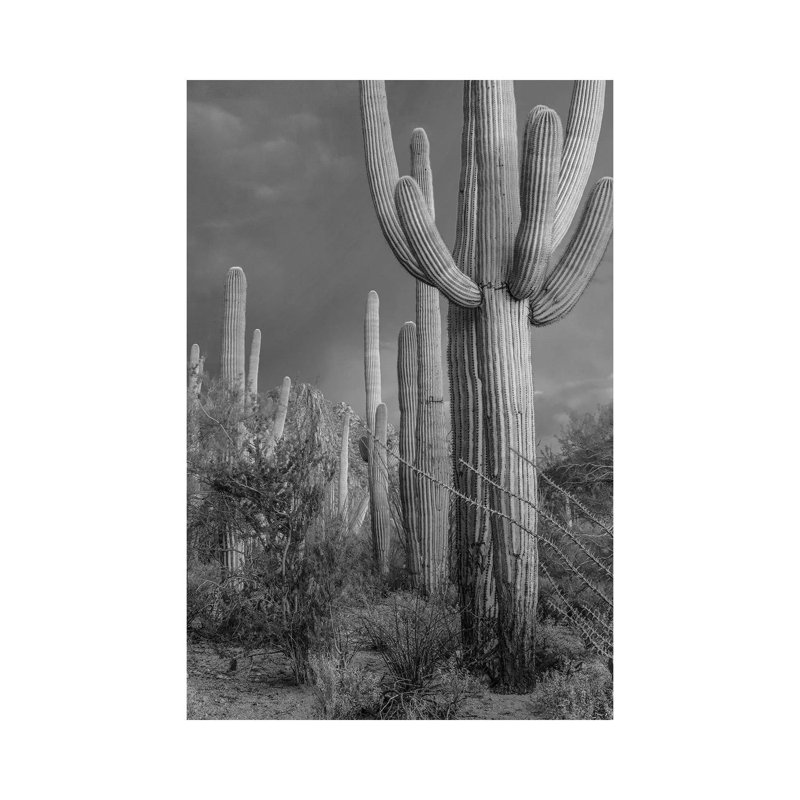 Saguaro Cacti, Tucson Mountains, Arizona by Tim Fitzharris - No Frame Gallery-Wrapped Canvas Giclée on Canvas
