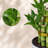 2-Layer Lucky Bamboo Plant