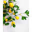 Arrangement de citron dans un vase (6 grandes tiges)