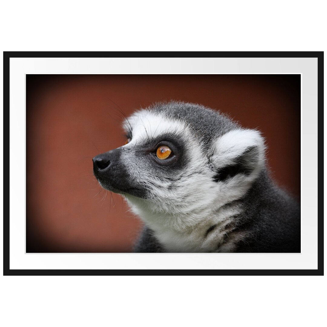 Gerahmtes Fotoposter 'Alert Ringelschwanz Lemur'