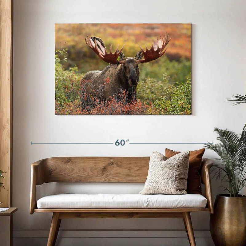 Brampt Denali Bull Moose, 30" H x 45" W