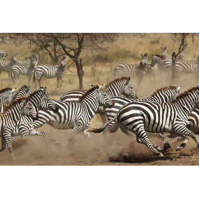 Herd Of Zebras Gallopping by MattiaATH - Wrapped Canvas Print