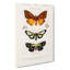 Moth Illustrations PL. 8 by Charles D Orbigny - Wrapped Canvas-55362921