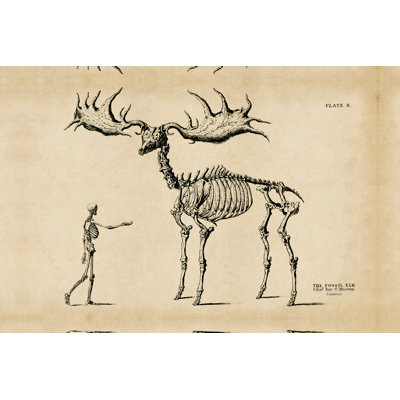 Fossil Elk Friend - Wrapped Canvas Print