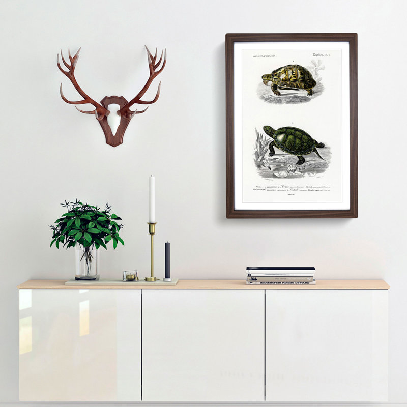 Tortoise & Turtle Illustrations PL. 1 by Charles d' Orbigny - Framed Print, Walnut Framed, 65cm H x 48cm W x 2cm D