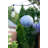 8'' Solar Powered Integrated LED Globe Lantern