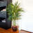 Thisbe 66'' Faux Bamboo Tree in Wood Planter