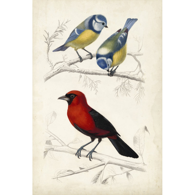 D'Orbigny Birds III 1 Piece Painting on Canvas, 122cm H x 81cm W, Black Floater Framed