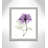 Derald 'Purple Rose II' Framed Print