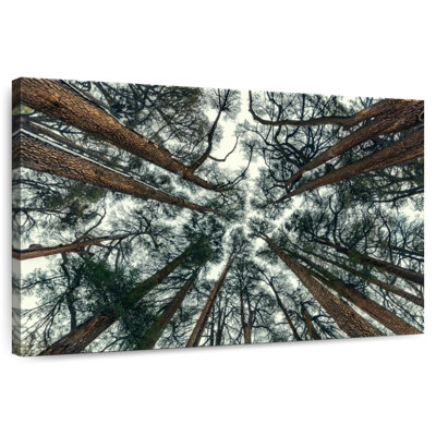 Harnek Pine Trees In Lebanon