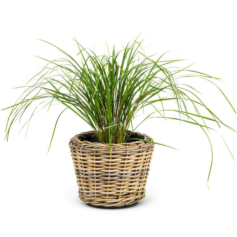 Pot à fleurs en plastique Carruth, H 14 po x l 10,5 po x P 10,5 po