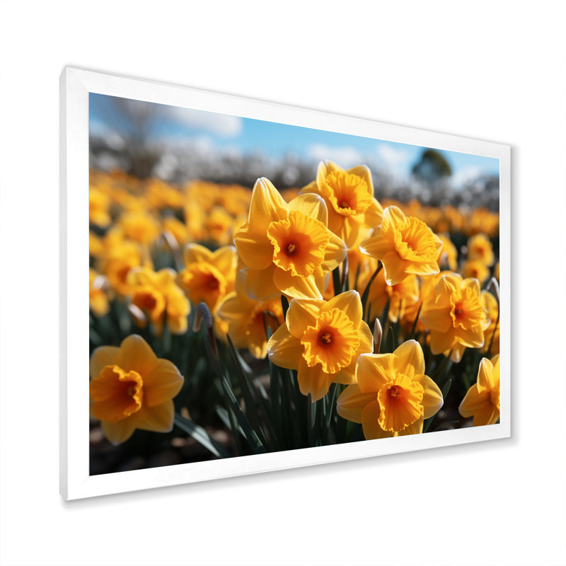«Daffodils Field Yellow Vibrant I», reproduction sur toile, Cadre simple blanc, H 24 po x l 32 po x P 1 po
