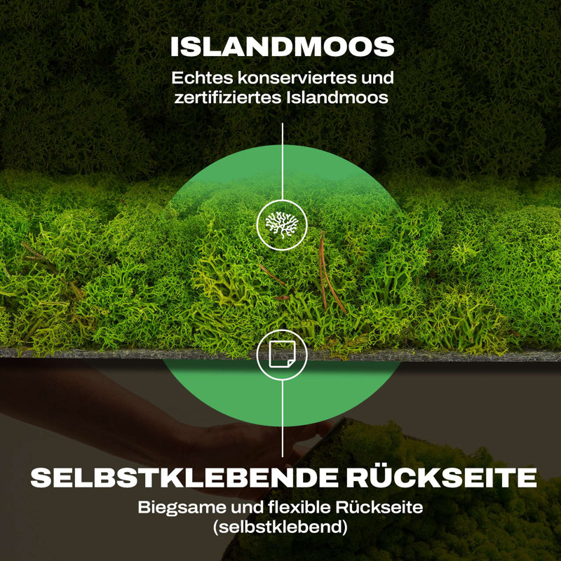 Moospaneele - Moosbild Islandmoos - Mooswand Selber Machen | Flex - 25 X 25, 50cm H x 50cm W x 4 cm D