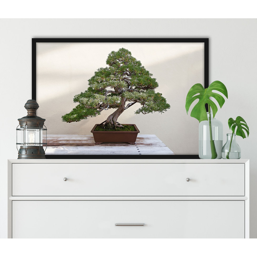 Gerahmtes Poster Bonsai Baum