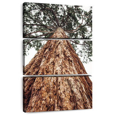 Harnek Sierra Redwood
